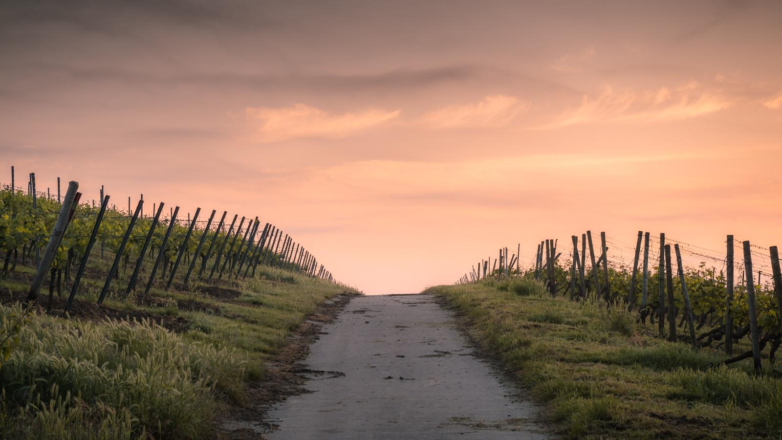 Estrada estreita entre vinhas subindo até o horizonte, ao entardecer