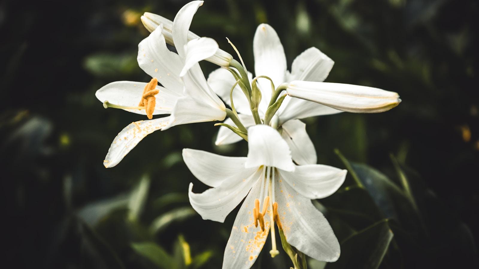 Lírios brancos em flor sobre fundo de folhagem escura