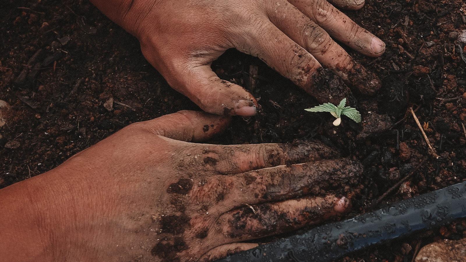 Mãos sujas de terra cobrindo uma pequena muda recém-plantada