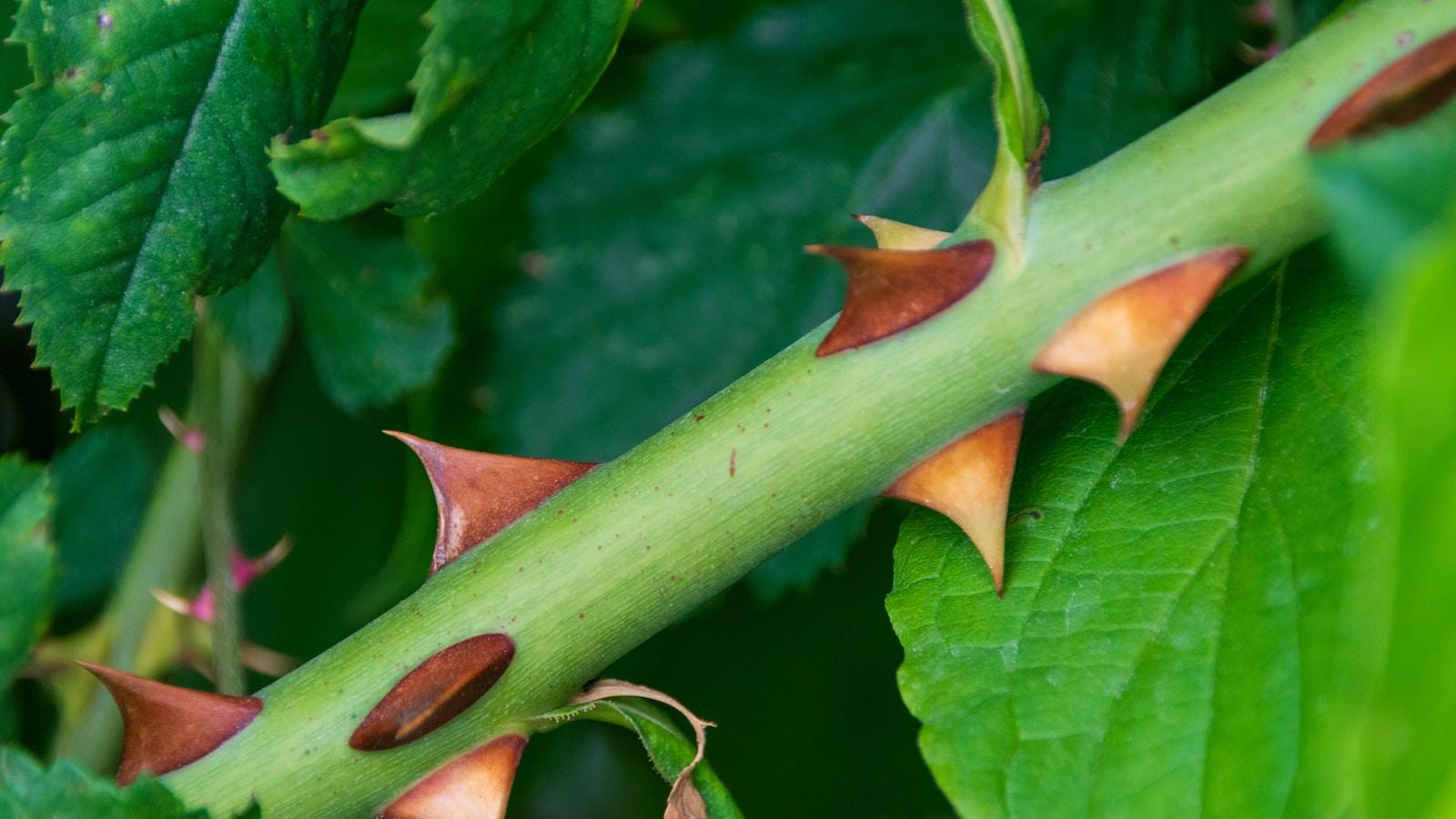 Caule de roseira com espinhos em close, entre folhas verdes