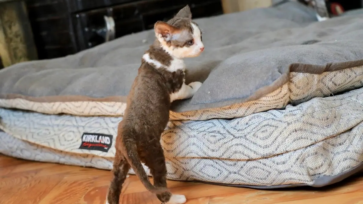 Female Kitten | Cats | Toronto | Ad gallery (SEO) | 3