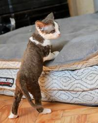 Female Kitten