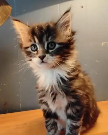 Maine coon mix kittens for sale