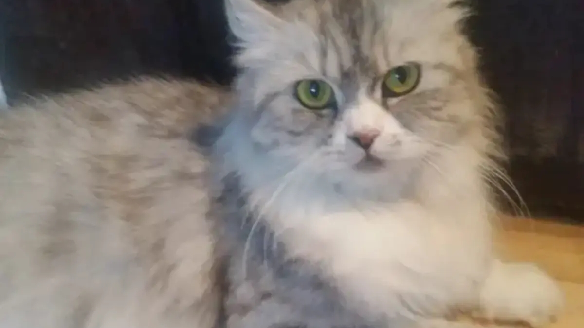 Maine coon mix kittens for sale | Cats | Shediac | Ad gallery (SEO) | 3