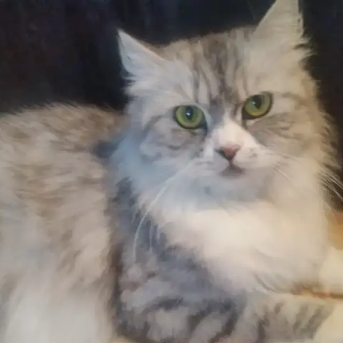 Maine coon mix kittens for sale | Cats | Shediac | Ad gallery (SEO) | 1