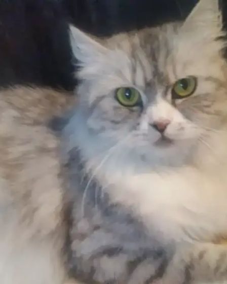 Maine coon mix kittens for sale | Cats | Shediac | 1