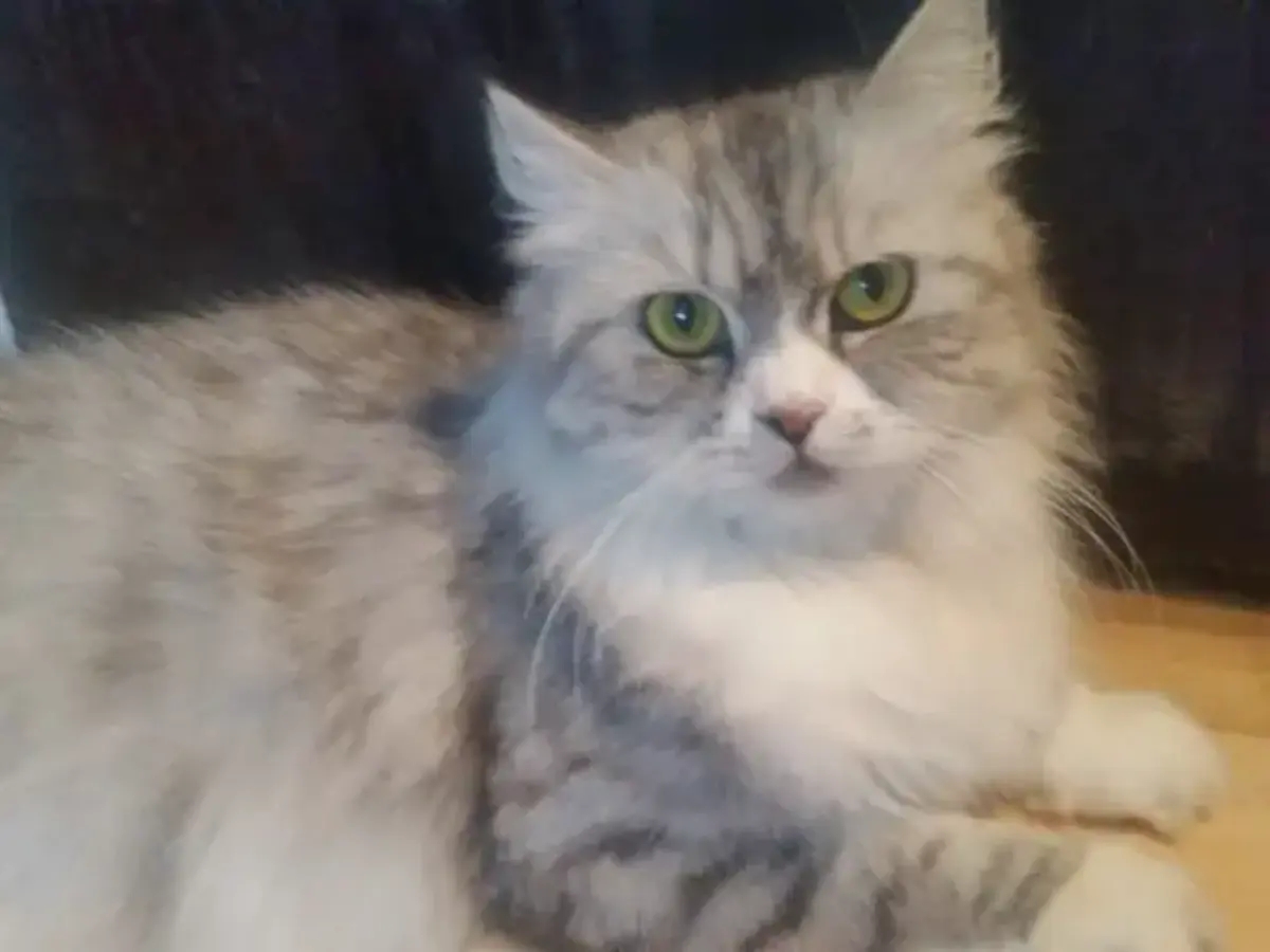 Maine coon mix kittens for sale | Cats | Shediac | Ad gallery (SEO) | 2