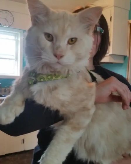 Maine coon mix kittens for sale | Cats | Shediac | 2