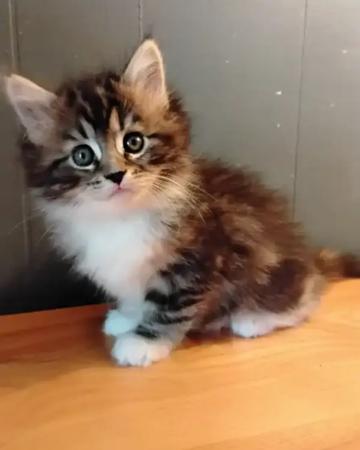 Maine coon mix kittens for sale