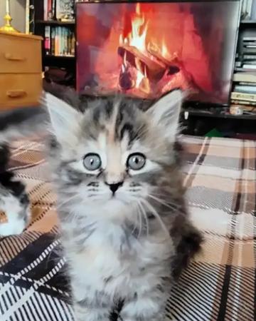 Maine coon mix kittens for sale
