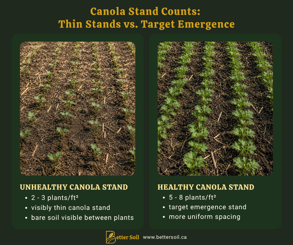 Side-by-side comparison of two canola fields showing a thin stand with approximately 2–3 plants per square foot and a target stand with 5–8 plants per square foot, illustrating differences in emergence density and plant spacing.