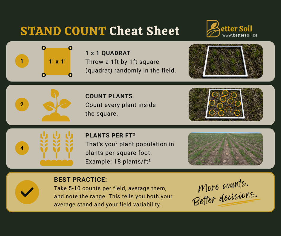 Stand count infographic showing a simple three-step process for assessing crop populations using a 1×1 quadrat, counting plants, and calculating plants per square foot after emergence.