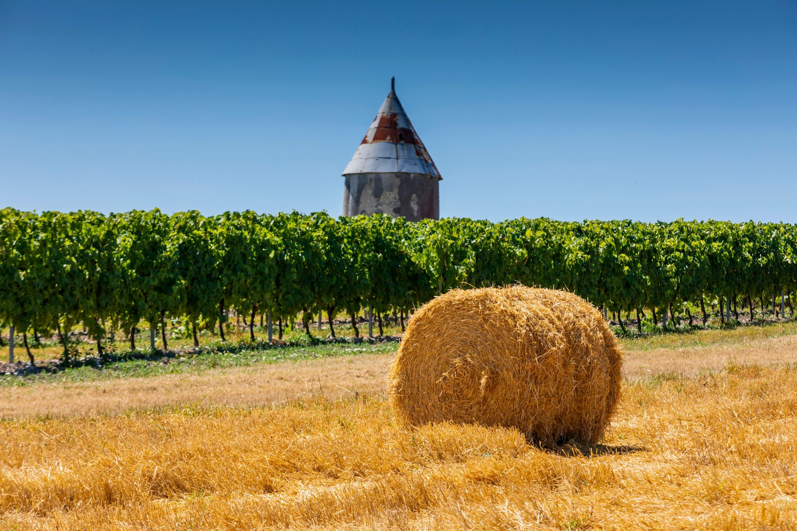 vinmarker i nærheten av Cognac