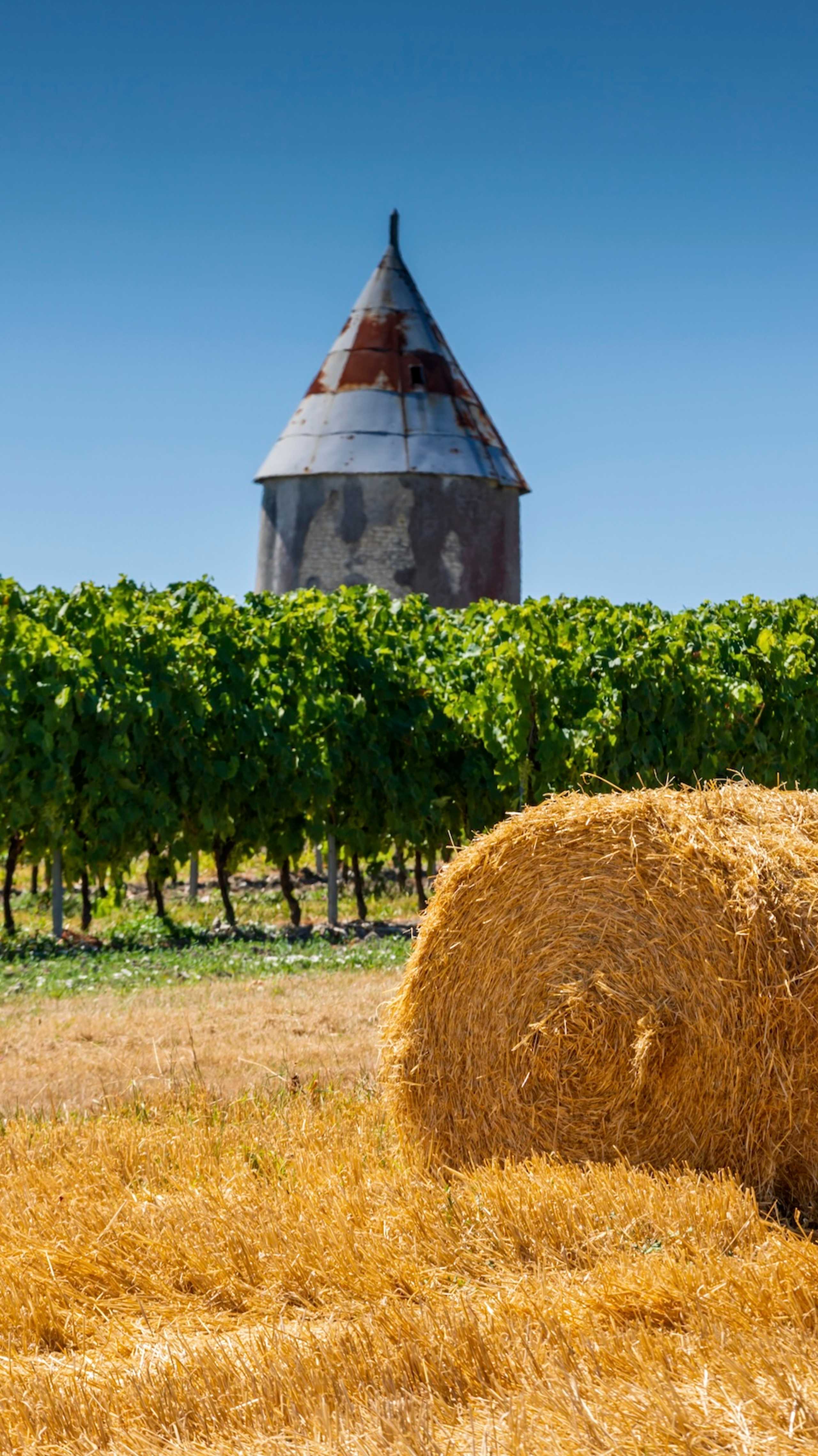 vinmarker i nærheten av Cognac