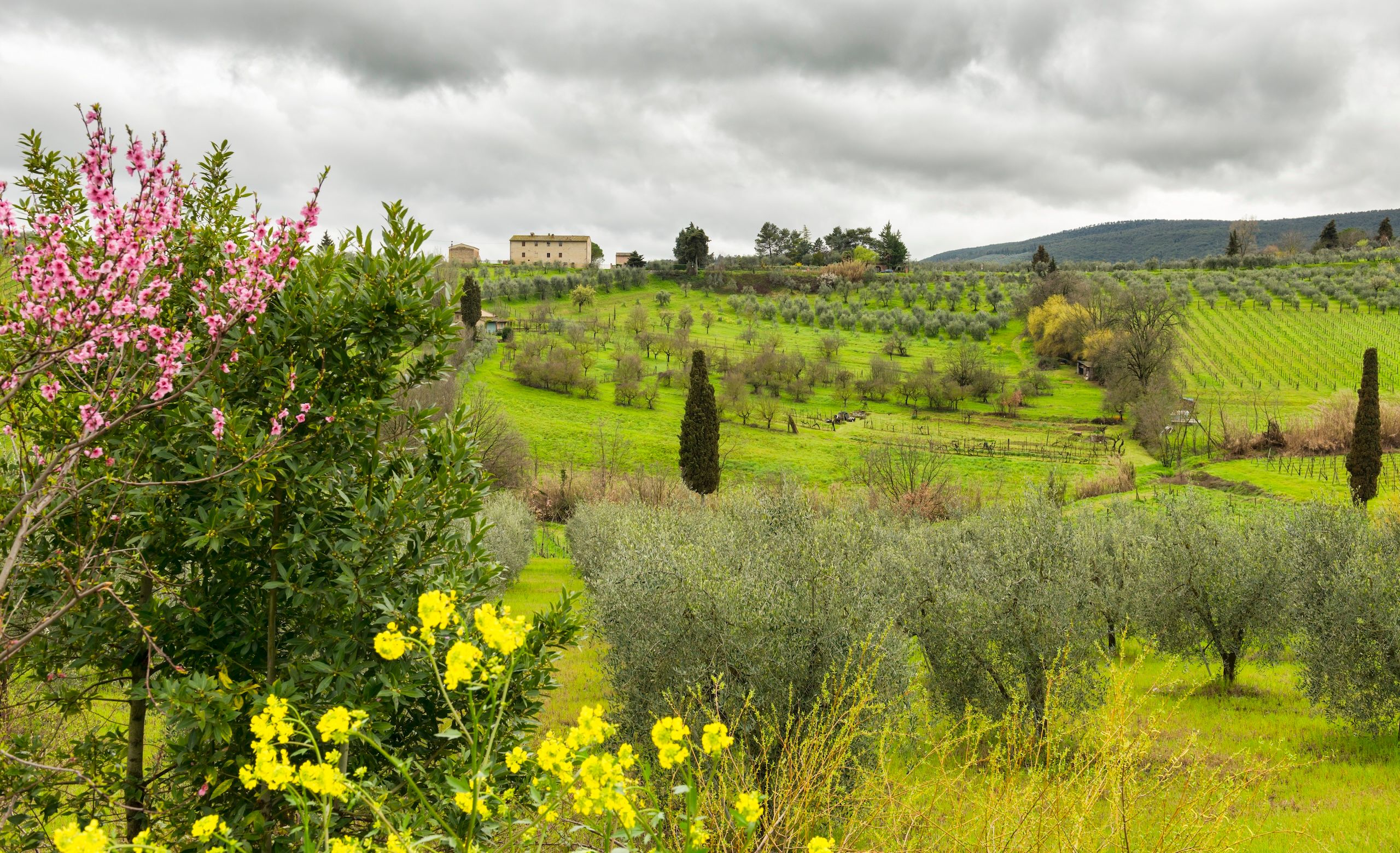 En vakker eng med vinranker og et murhus på toppen av et ås i Toscana