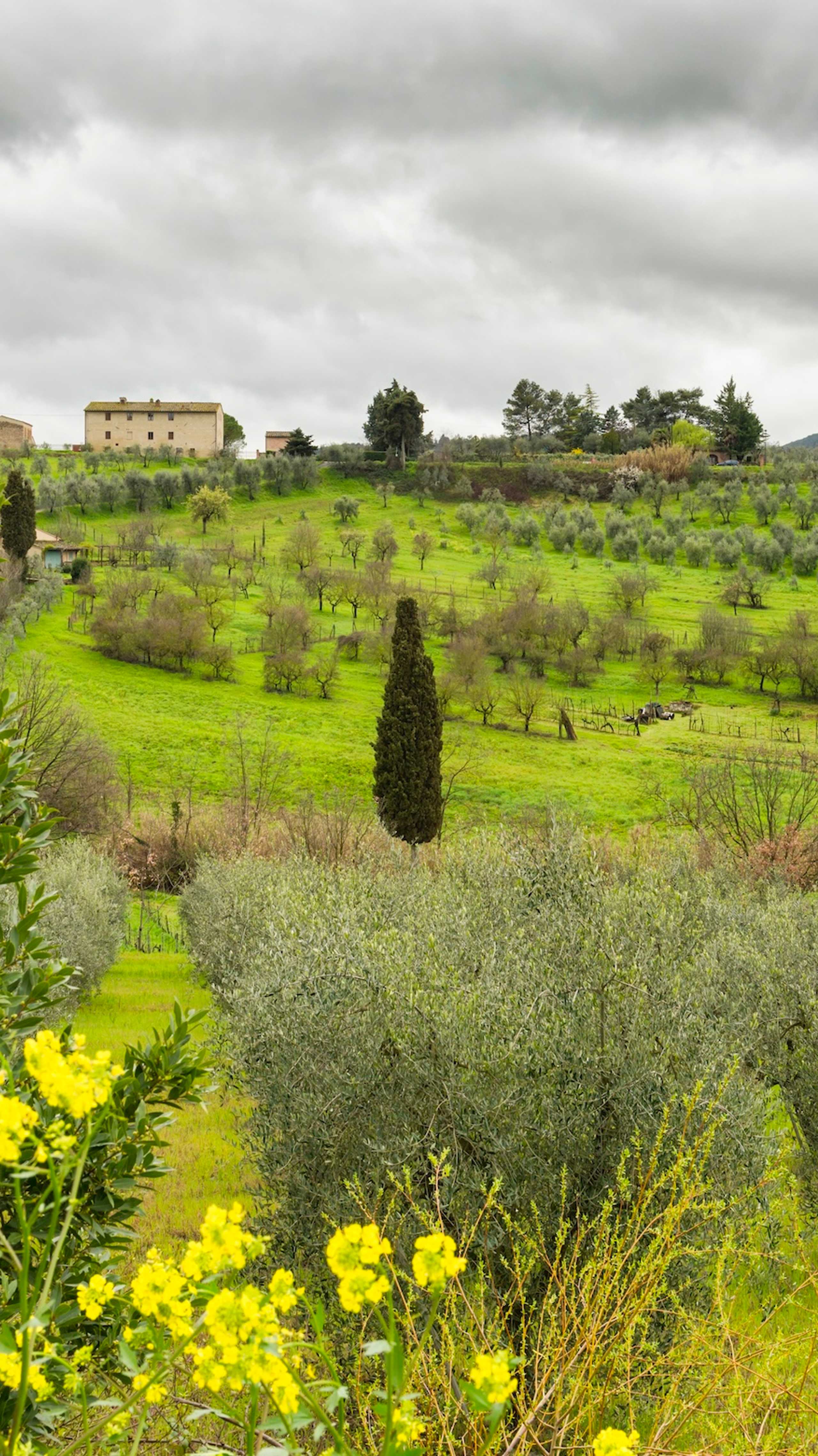En vakker eng med vinranker og et murhus på toppen av et ås i Toscana
