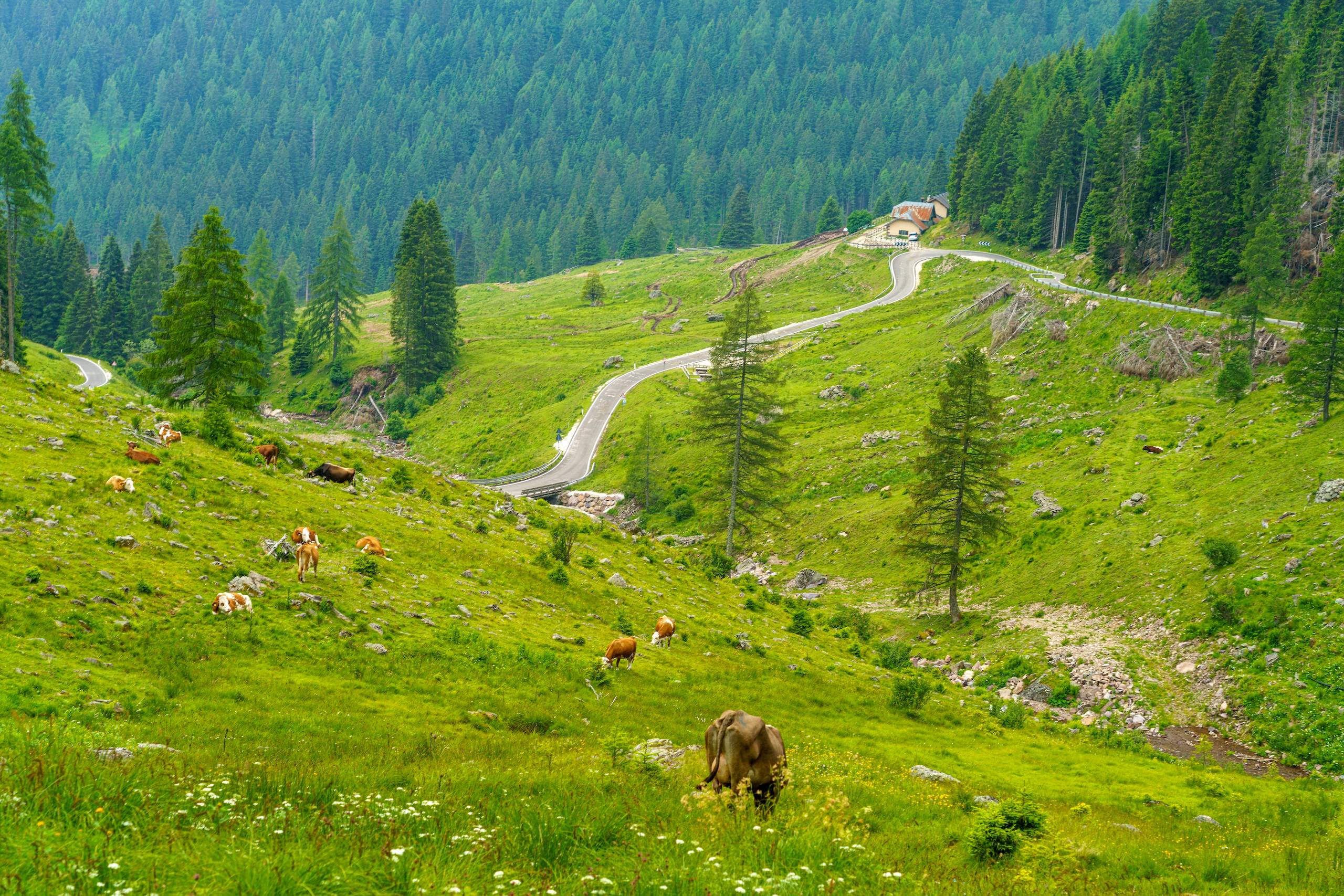 Passo Manghen – Fredelig fjellutsikt med beitende kyr på frodige grønne enger i Dolomittene, Italia.