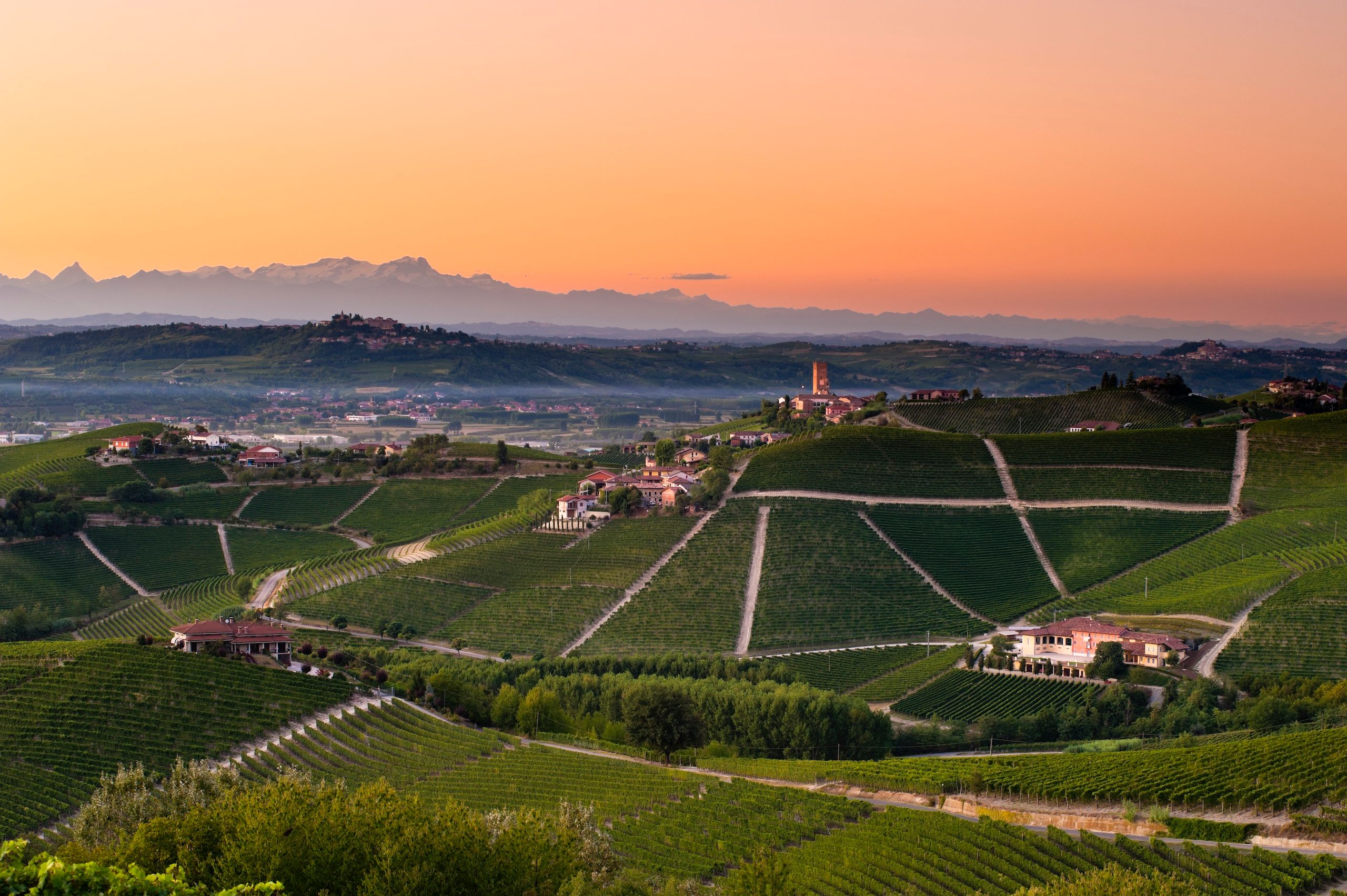Vingårder i Langhe-regionen, Italia, ved solnedgang med rosa himmel og utsikt over åsene.