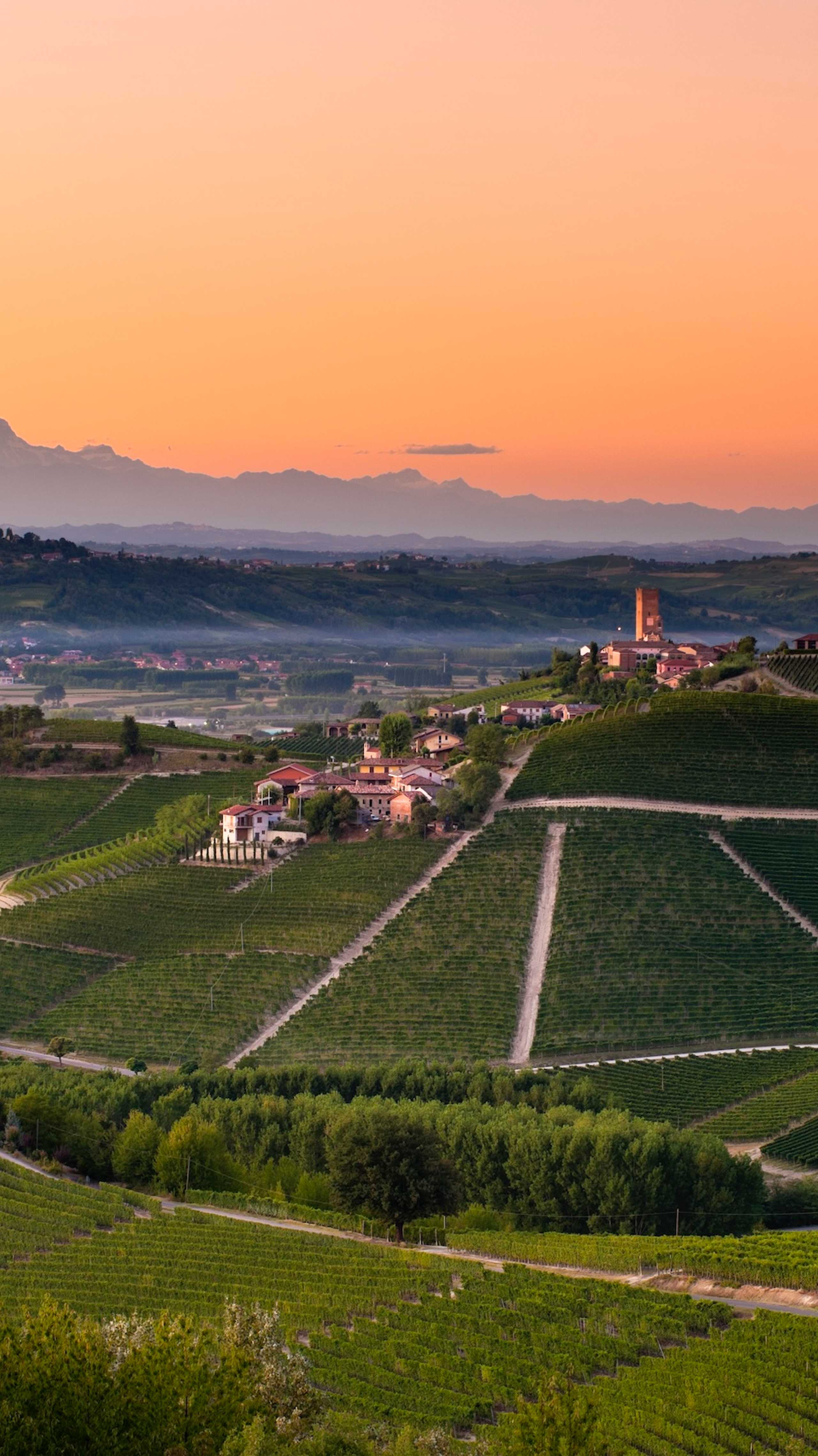 Vingårder i Langhe-regionen, Italia, ved solnedgang med rosa himmel og utsikt over åsene.