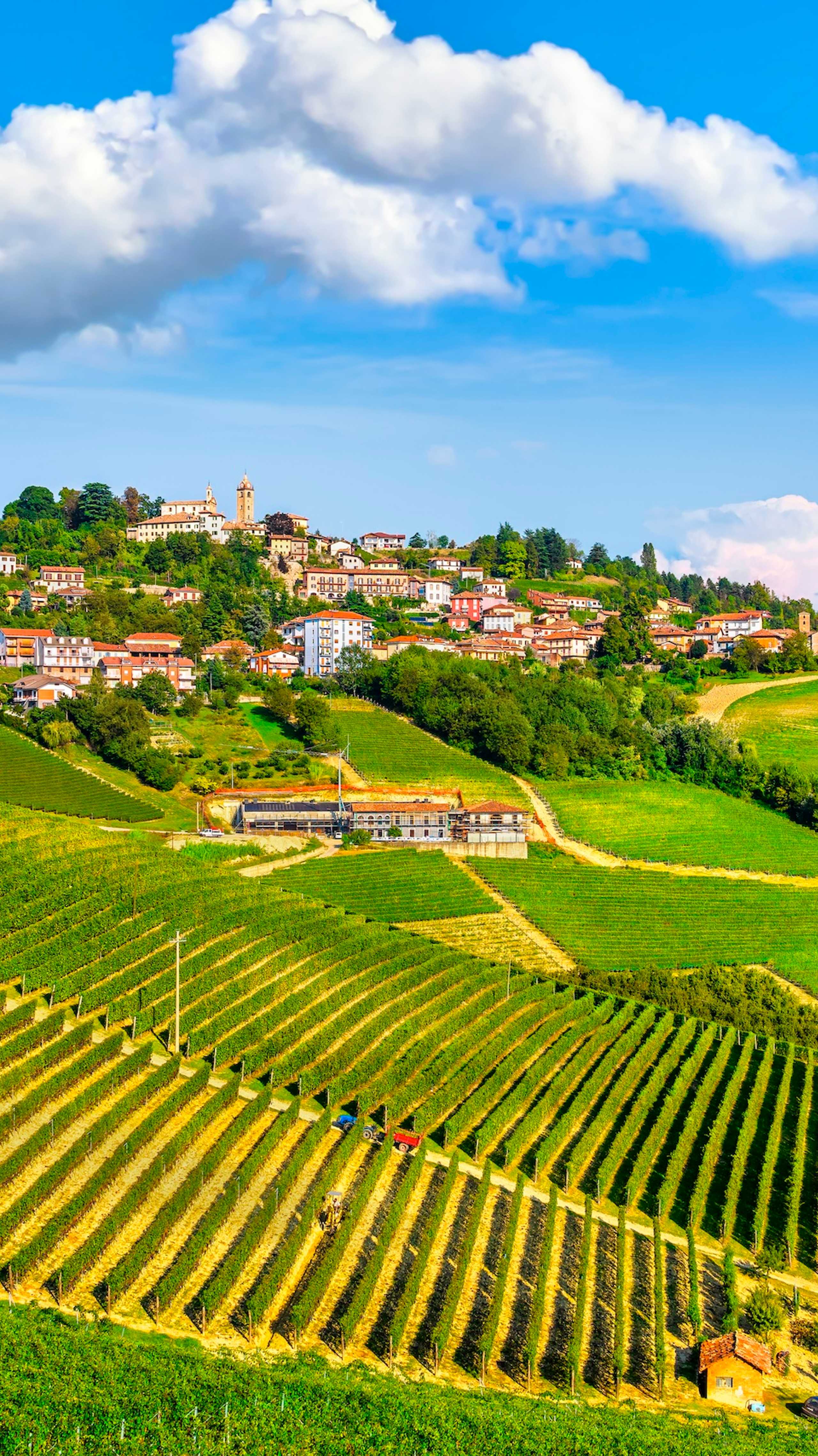 En solrik vingård med rader av perfekt justerte vinstokker som strekker seg oppover en åsside. På toppen ligger den sjarmerende landsbyen Monforte d Alba med fargerike bygninger og en kirke med et klokketårn.