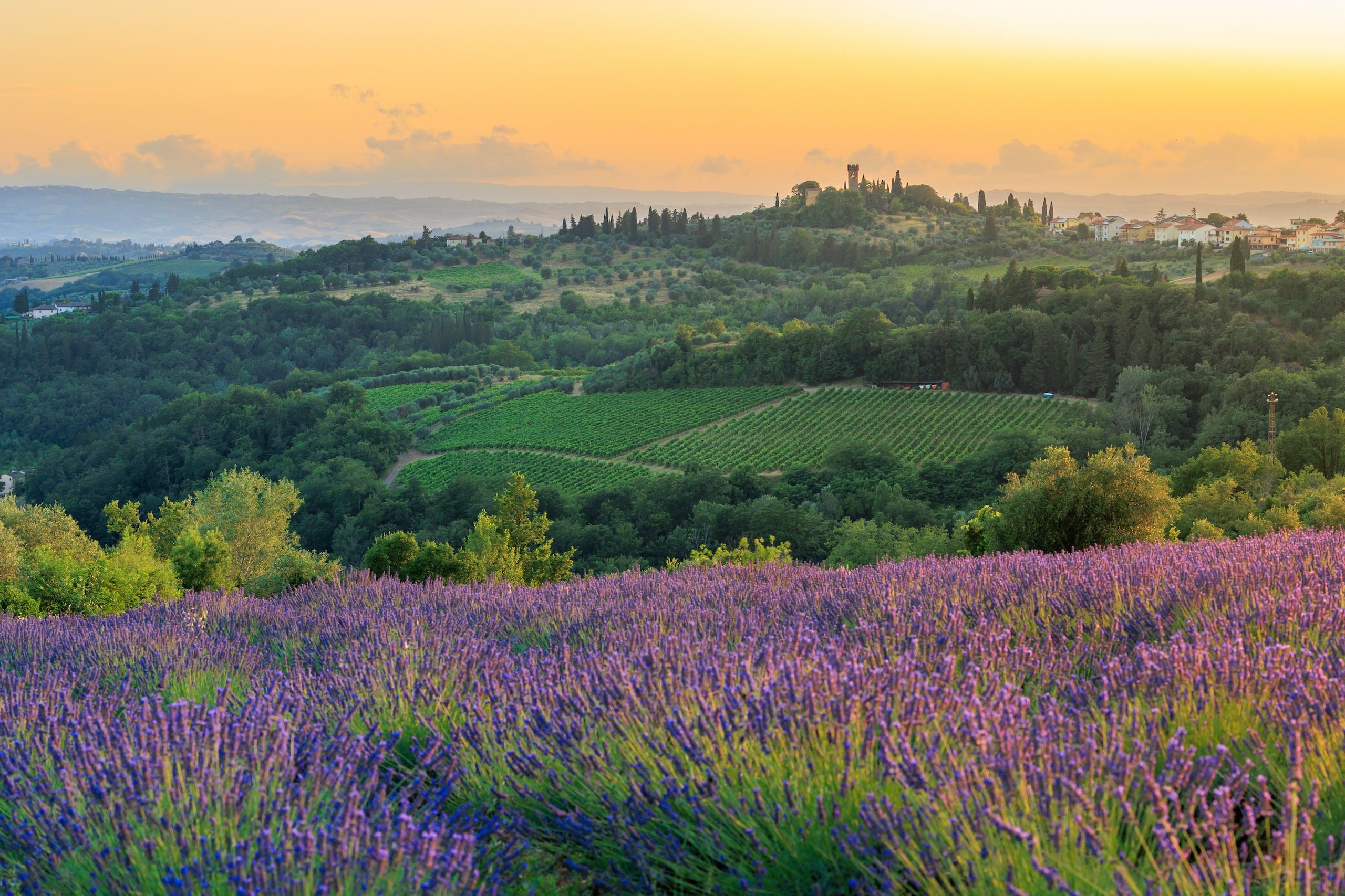 Et vakkert bilde med solnedgang, med de fargefulle lavendel-åkrene i forkant av vinmarkene.