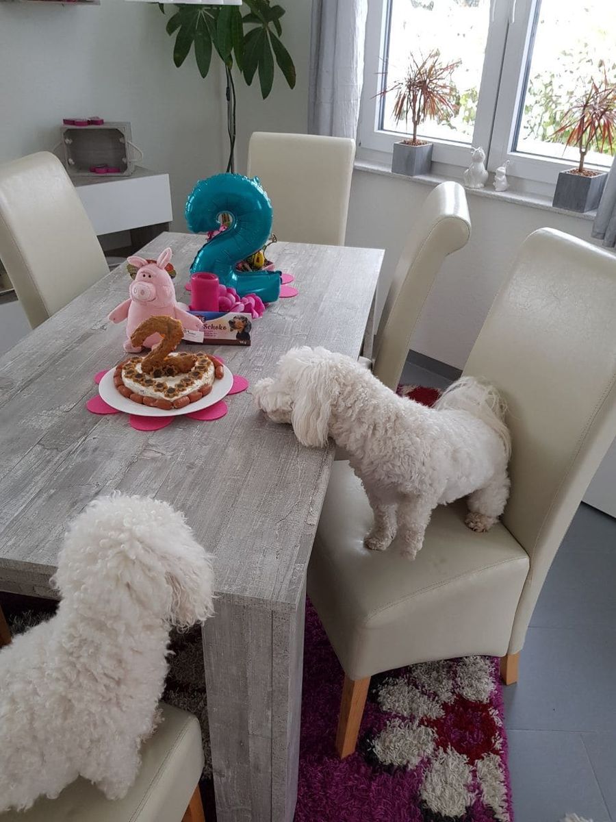 Hunde-Geburtstagsparty 13