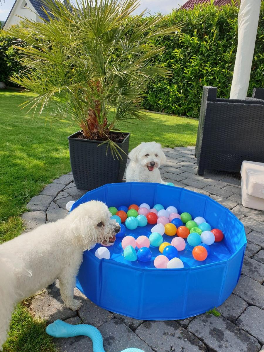 Hunde-Geburtstagsparty 4