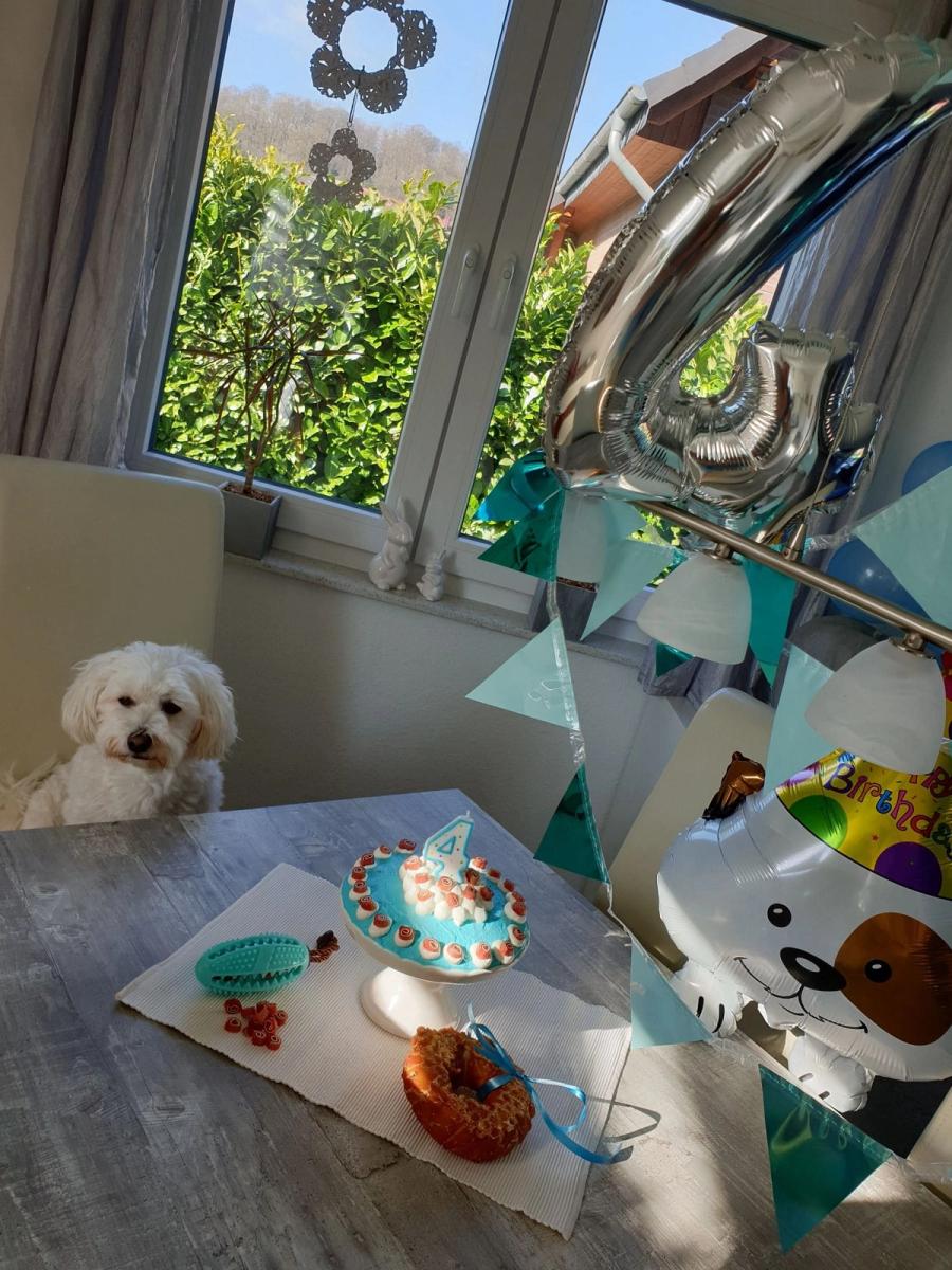 Hunde-Geburtstagsparty 9