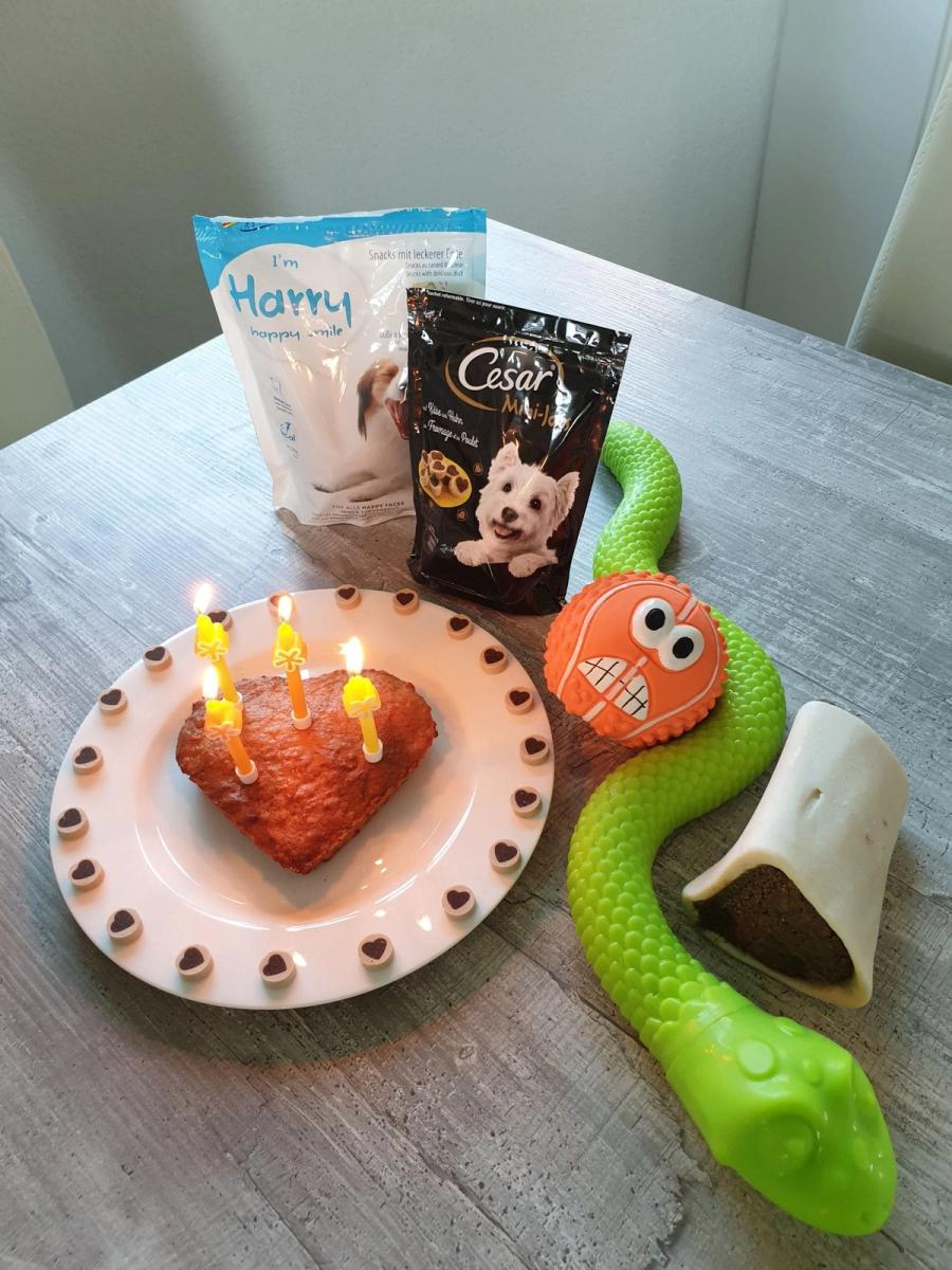 Hunde-Geburtstagsparty 19