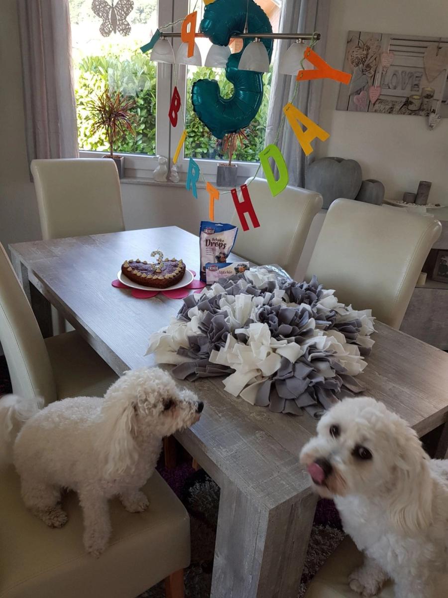 Hunde-Geburtstagsparty 3