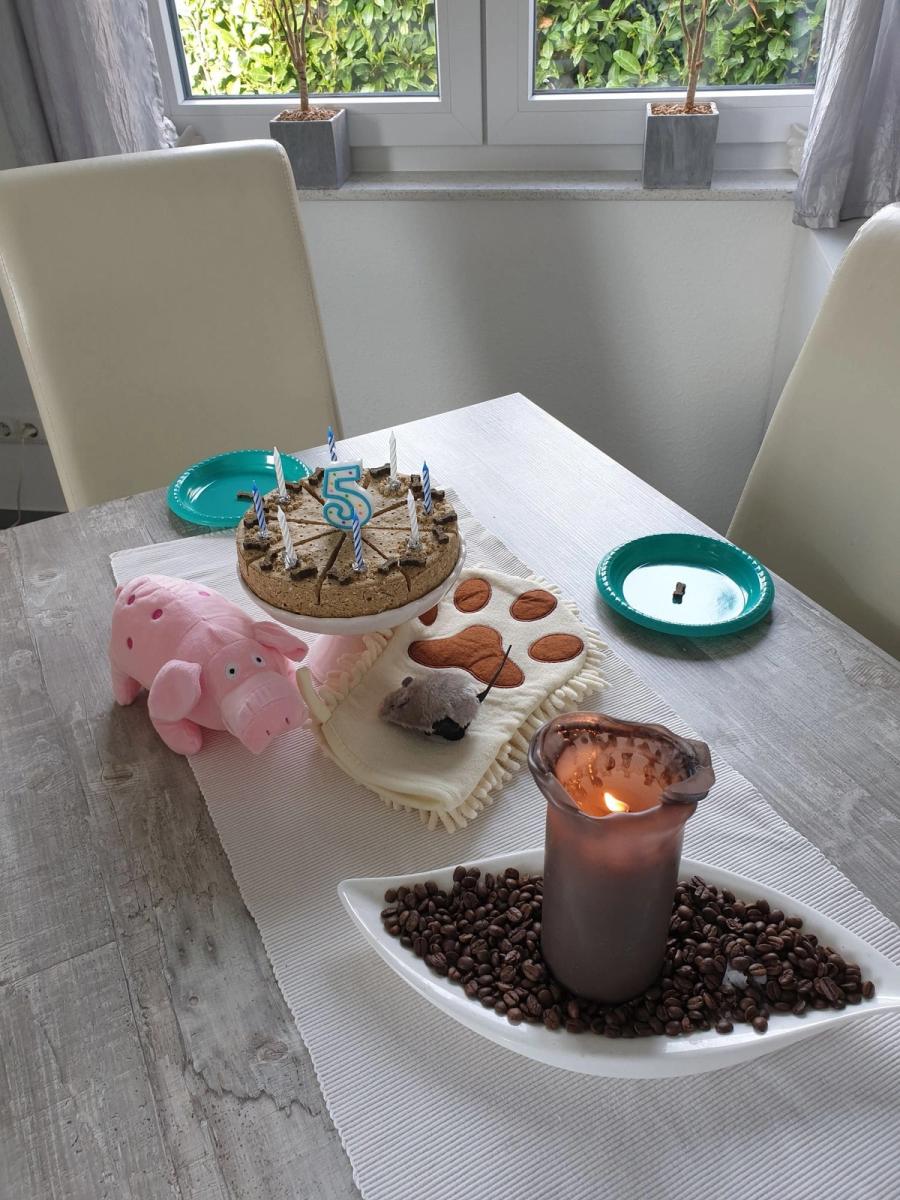 Hunde-Geburtstagsparty 17
