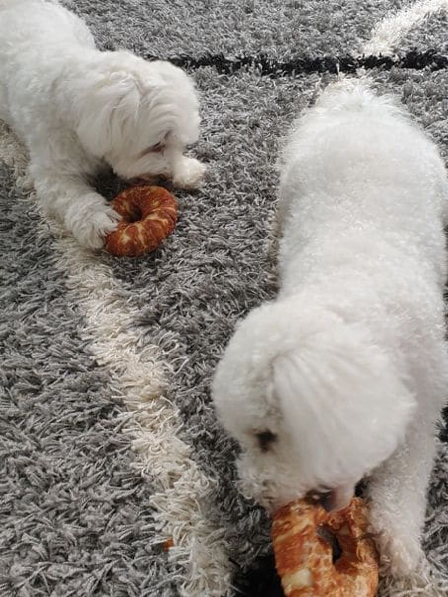 Hunde-Geburtstagsparty 2