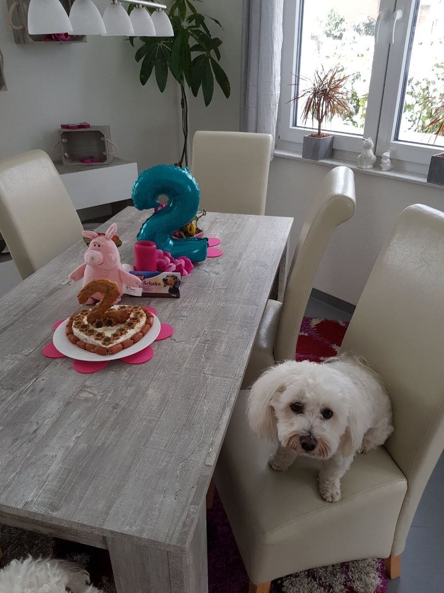 Hunde-Geburtstagsparty 15