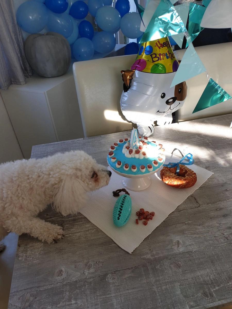 Hunde-Geburtstagsparty 8