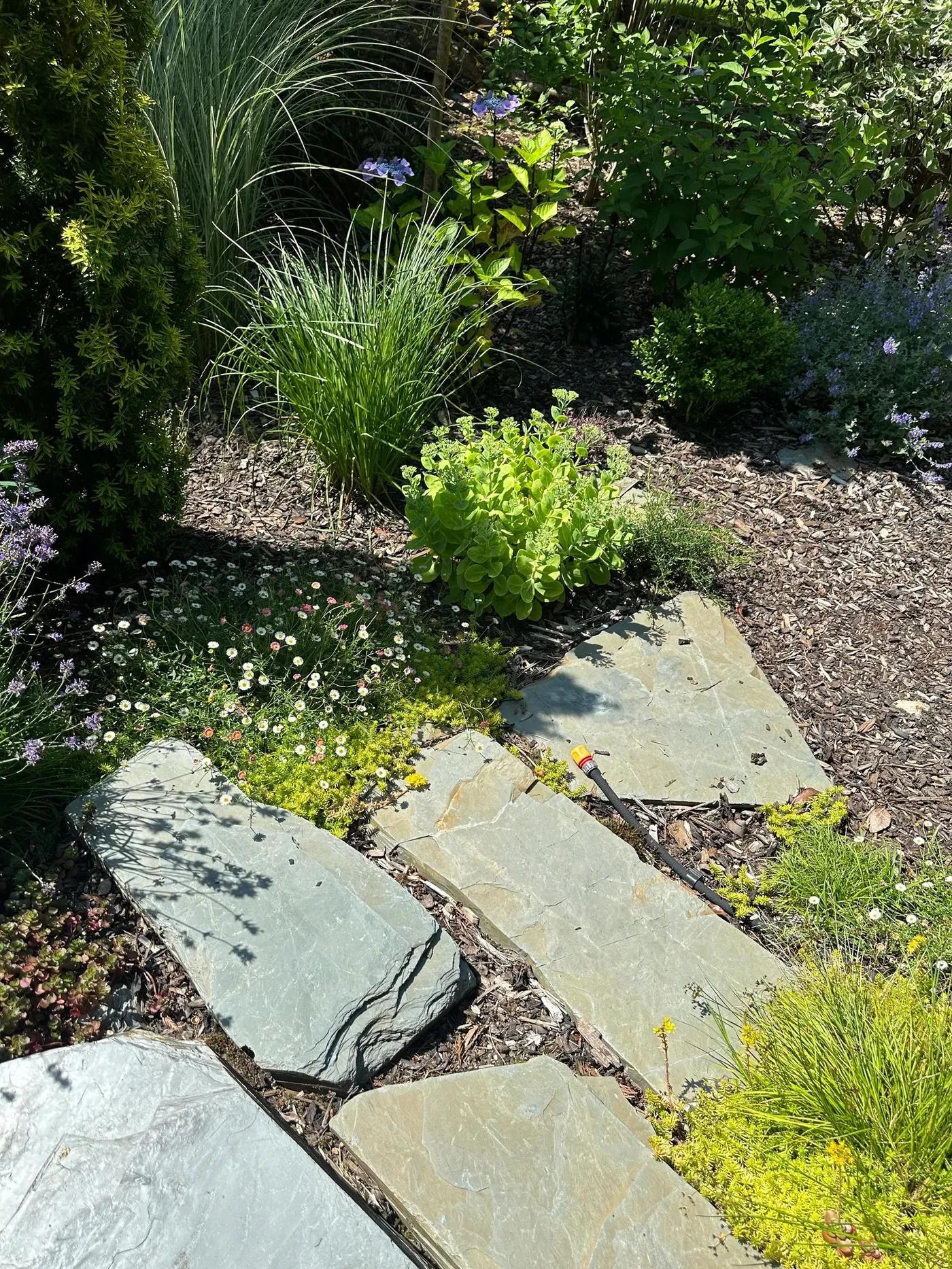 Woodland Garden