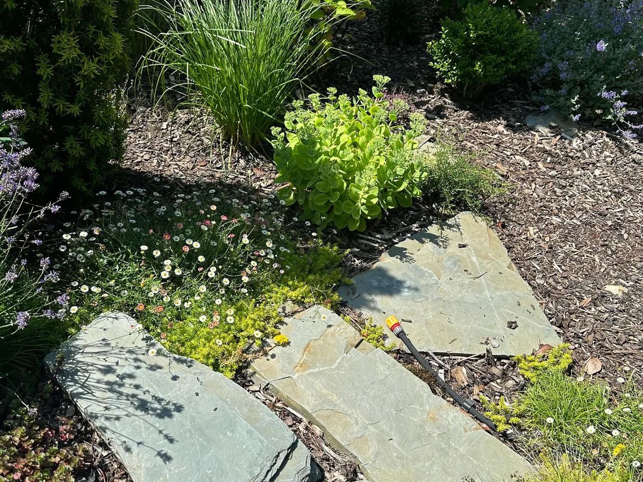 Woodland Garden