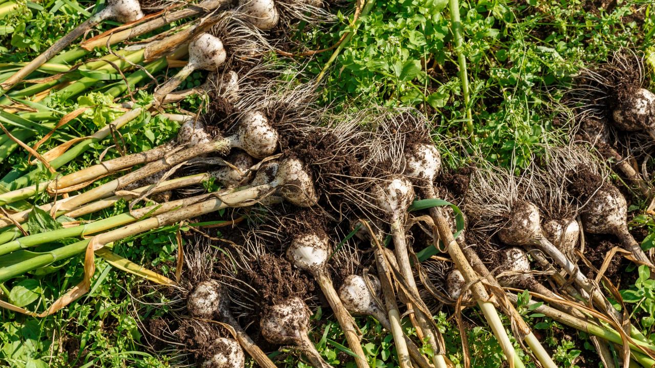 Just-harvested garlic laid out to dry and cure with the foliage still attached
