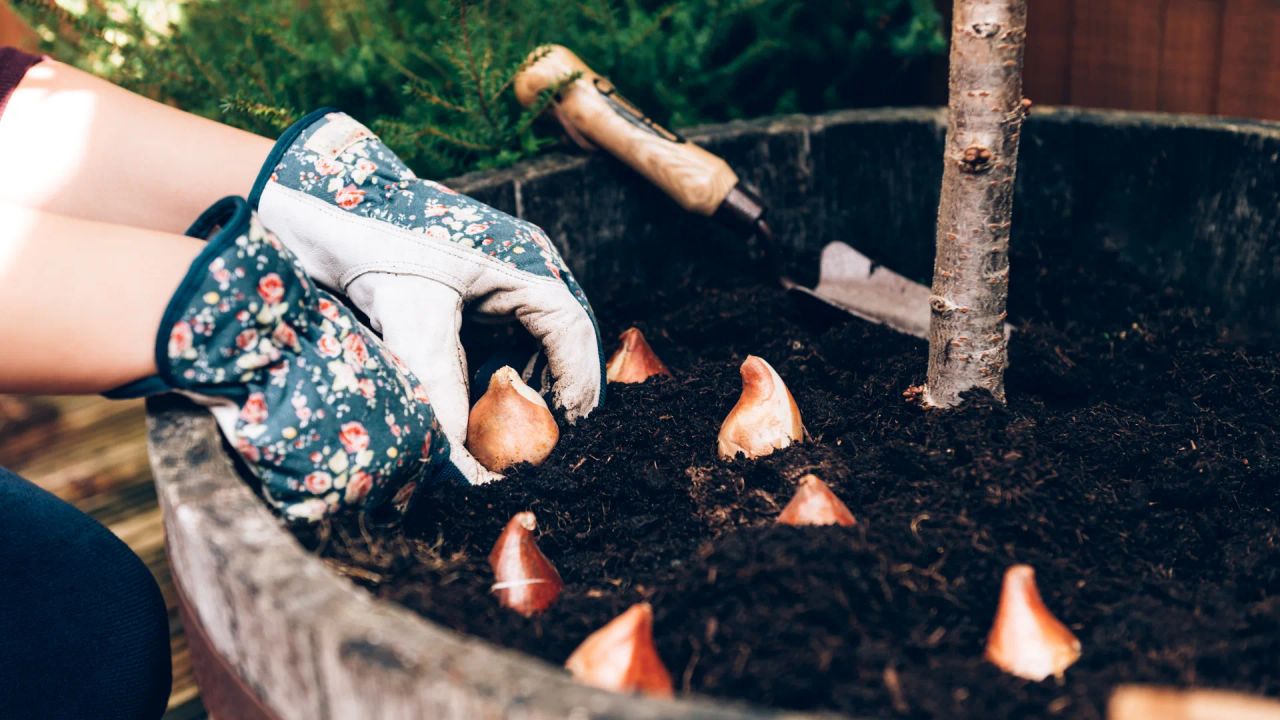 Gloved hands planting tulip bulbs pointed-end up in a wooden barrel of compost