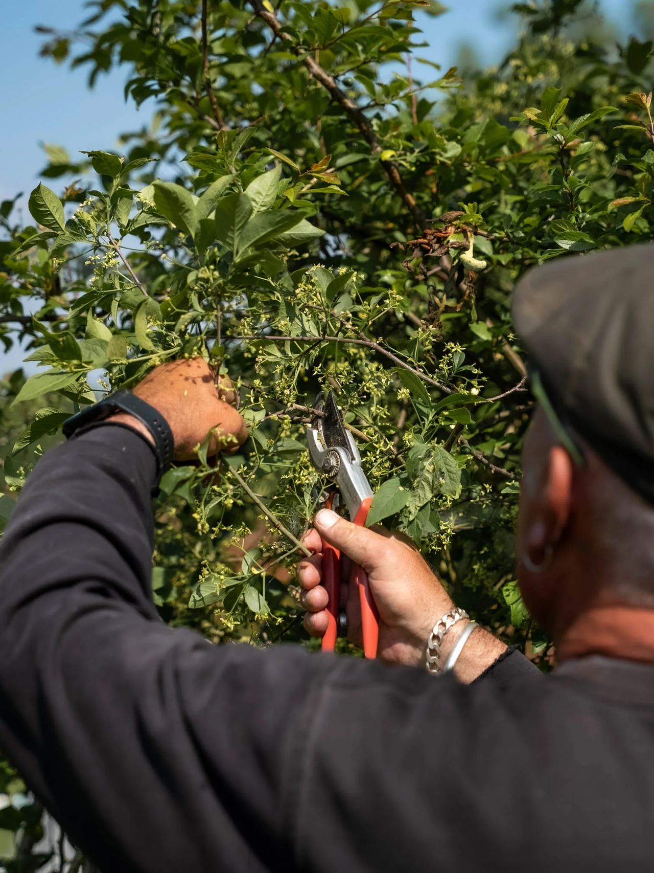 A Willow Alexander gardener pruning back overgrown growth with secateurs during a garden clearance.