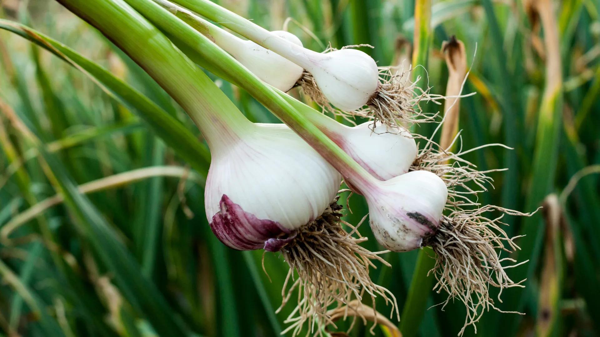 Freshly lifted garlic bulbs with green stems and roots, held up against a garlic bed