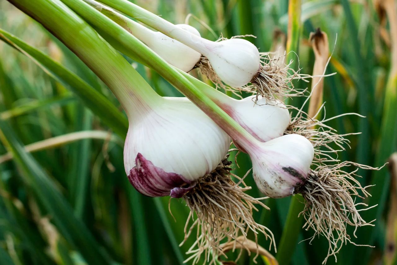 Freshly lifted garlic bulbs with green stems and roots, held up against a garlic bed