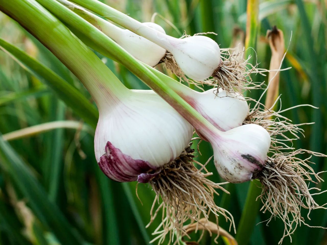 Freshly lifted garlic bulbs with green stems and roots, held up against a garlic bed