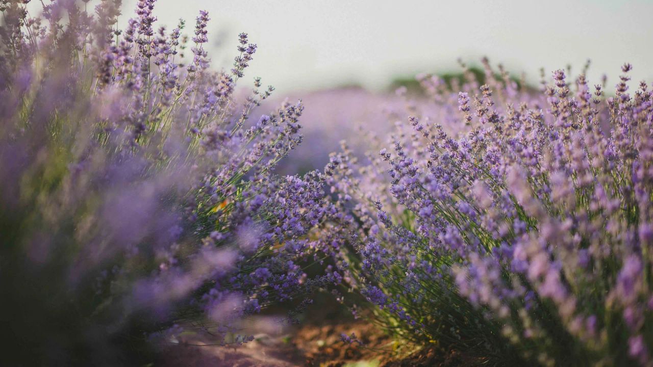 Rows of lavender in flower in soft daylight