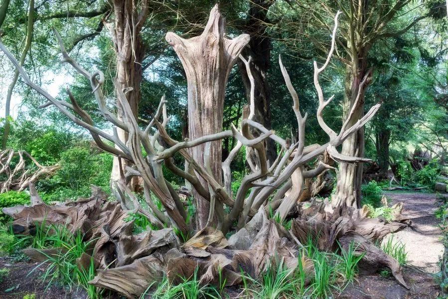 The Victorian Garden Design That Celebrates Nature and Biodiversity