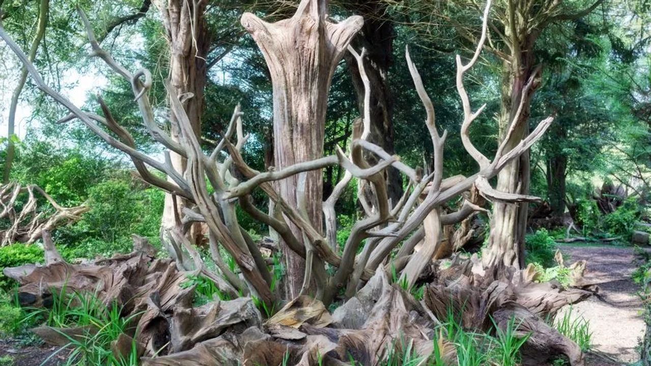 The Victorian Garden Design That Celebrates Nature and Biodiversity