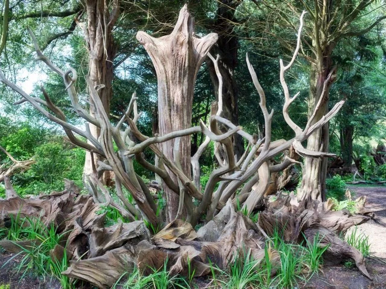 The Victorian Garden Design That Celebrates Nature and Biodiversity