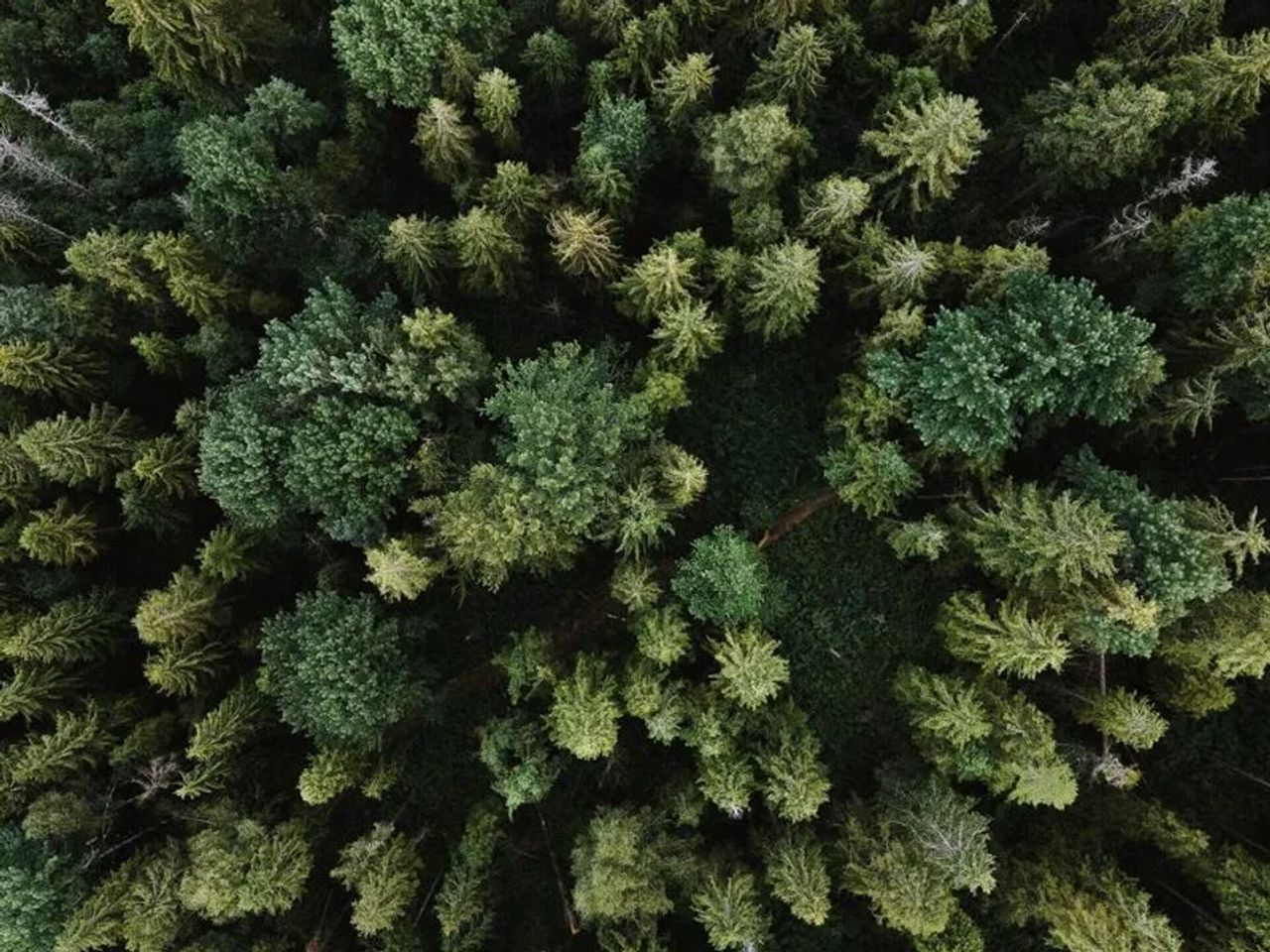 Willow Alexander becomes UK’s First Carbon Neutral Premium Garden Design & Maintenance Company