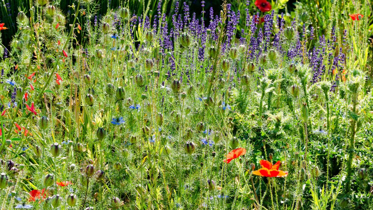 Naturalistic prairie-style planting of grasses, blue salvias, teasels and red poppies