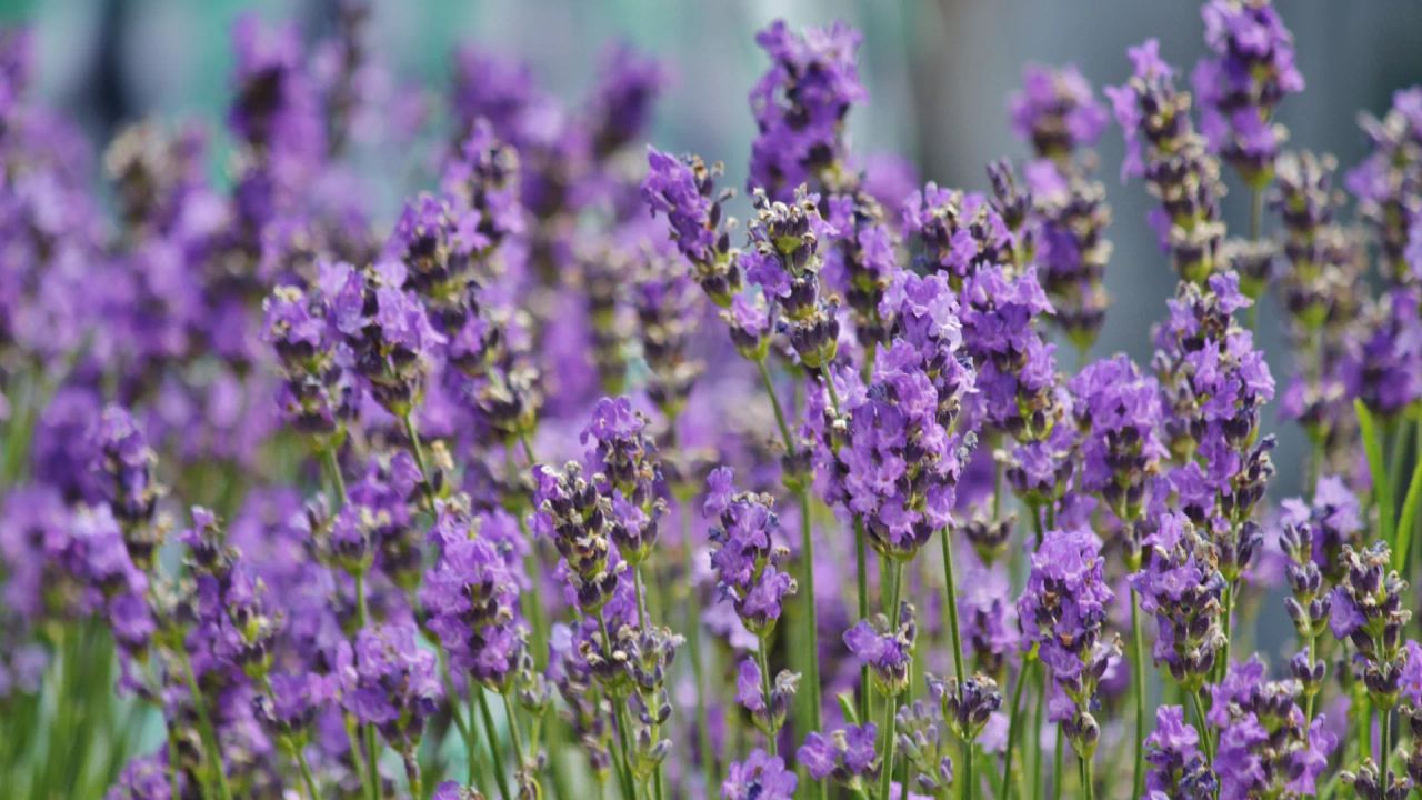 Close-up of purple lavender flower spikes in full bloom