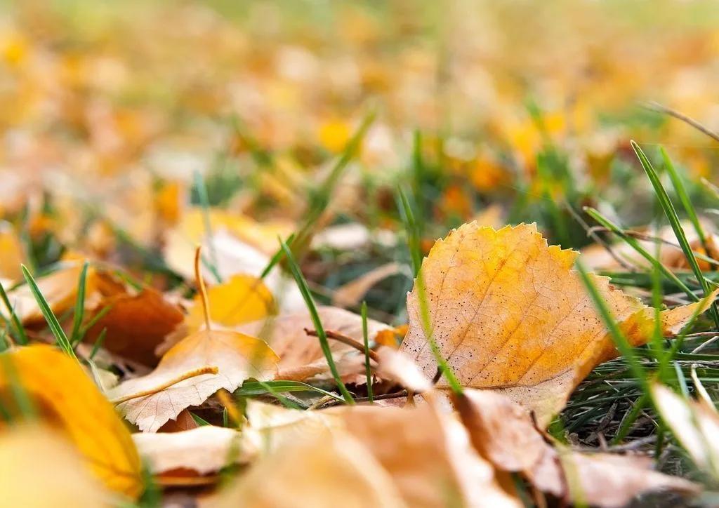 Reusing Autumn Leaves